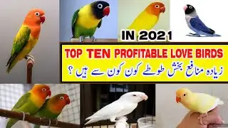 Top 10 Profitable Love birds | Profitable Love birds in 2021 | Top 10 mutations of Love Birds