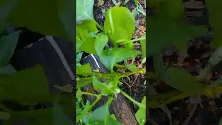 the two rows of cubanelle hot peppers are blooming I'm so excited I can't wait 😄