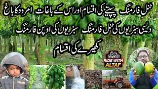 vegetable Tunnel forming Papeety ki iqsam aur us ki iqsam amrood k baghat  #AltafVlogs