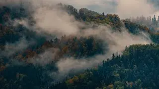 Beskid Sądecki | Rykowisko na Wielkim Rogaczu