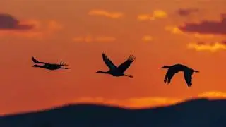 Sandhill Cranes- Pacific Northwest Migration
