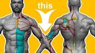 SUPER EASY STEPS  to sculpt the muscles of the arm in Zbrush!