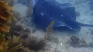 Amazing Smooth Stingray Under Portsea Pier