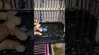 love bird handling / African love bird handling