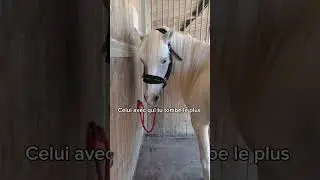 Les chevaux ou les poneys de ton club