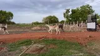 After grazing @kalnadaitholan @kalnadaiaruvi #kodigoats #ettyapuram #goat #animals 