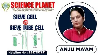 SIEVE CELL VS SIEVE TUBE CELL II BY ANJU MAM II SCIENCE PLANET II