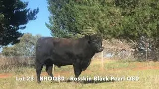 NROQ80 Rosskin Black Pearl Q80