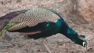 The peacock bothered me a lot today#viral #nature #trending #peacock#popular#entertainment #forrest 
