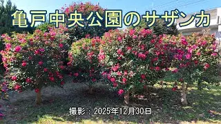 亀戸中央公園のサザンカ [4K] Sasanqua flowers in Kameido Central Park