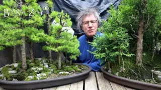 Working on My Avatar Grove, Part 1, The Bonsai Zone, July 2023