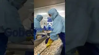 How is freeze dried mushroom made in factory? #freezedried #foodfactory #mushroom
