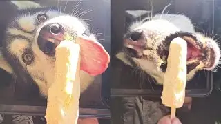 Husky Tricks owner into getting exactly what he wants!