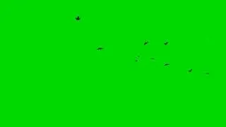 Flying Birds Green Screen Effect | Free Download & Use | No Copyright
