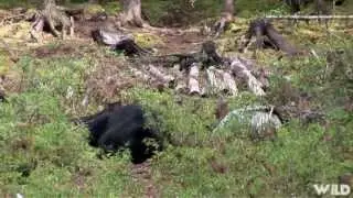 Hunting Black Bear with Bow in Newfoundland