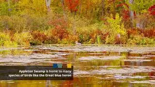 Appleton Swamp (Gardiner, Grace, Neilson properties)