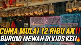 BENER² GELO‼️ STOK BURUNG GACORAN MEWAH CUMA MULAI 12 RIBUAN DI KIOS KECIL INI🔥