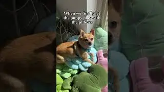 Furry friends love our plant inspired pillows... a little too much