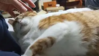 猫動画