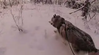 Siberian Husky Loves -30°C Weather ❄️ Snowy Walk With Dio