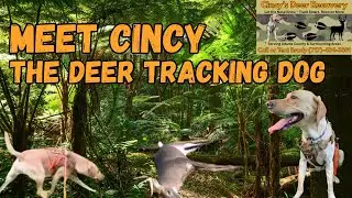 Introducing Cincy: Our Deer Tracking Dog in Training