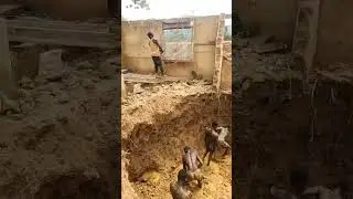 It's like recreating the slave era. African gold mine working scene