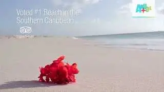 Eagle Beach Aruba: The #1 Southern Caribbean Beach