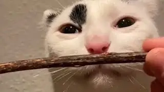 animal tiktoks except actually funny