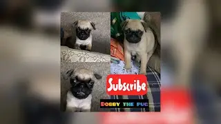 Pug puppy throwing a tantrum | dobby the pug