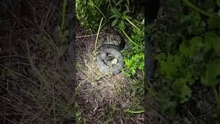 Yoink guy | Looking for the 20 foot python! #wildlife