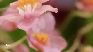 미도리작업실에서 흘러 나오는 파니욜로(Paniyolo) 음악들