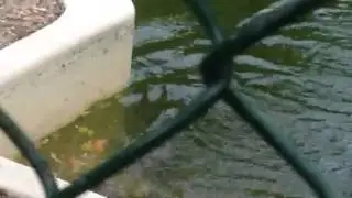 Bullfrog scares the crap out of me