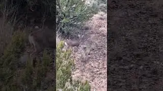 Beautiful deer #youtubeshorts #viral #shorts