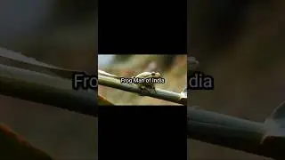 ഇന്ത്യന്&zwj; തവള മനുഷ്യന്&zwj; | Frog Man of India | #shorts #history #malayalam #facts