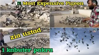 1 kabuter pakra | zia ustad V/S Junaid bhai | 250 dasi Gola Kabootar Lariyan | new Gola kabootar