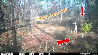 Florida deer search for a fallen feeder, looking up and around in a quiet woodland.