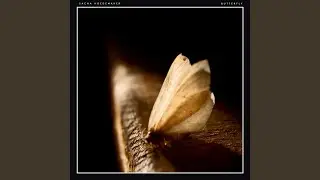 Hoedemaker: Butterfly