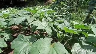 More gardening and the life of  homesteading