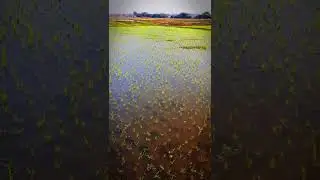 paddy crop field transformation | farmer's satisfaction video | muddy feild to beautiful greenery ❤️