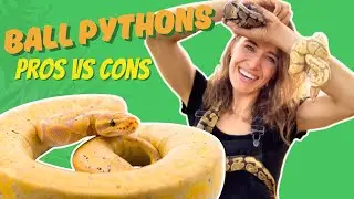 Beginner Snake: Ball Python PROS vs. CONS - Ball Python Care and Set Up