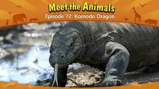 meet the animals 72: komodo dragon /fanmade edition