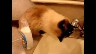 CO2 Cat Cleaner - Cat Stain and Odor Remover by Fizzion Product Review - Floppycats