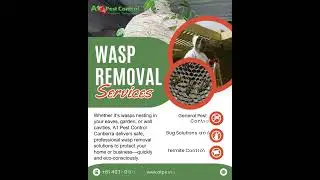 Wasp Removal Services In Canberra with A1 Pest Control Team