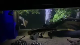 Monsterfish Tank - Stingrays, Fly River Turtle, Arowana and More