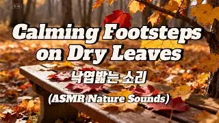 Calming Footsteps on Dry Leaves(낙엽 밟는 소리)