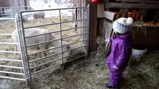 A day in the farm. My little farmer. Farm life. Andebu. Vestfold. Norway.