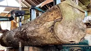 Uncovering the beauty of teak wood grain at the sawmill