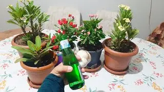 3,Günde Çiçek Açtıran Kür Dikenler tacı çiçeği bakımı