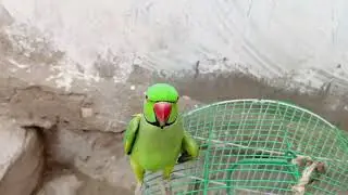talking parrot felling angry😈😈🥵#parrot #talkingparot #funny#nonstoptalkingparrot #talkingbird
