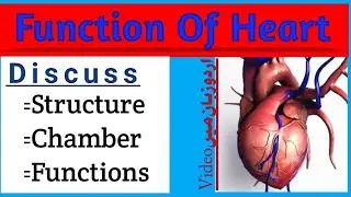 Human Heart Functions & Structure || Yaseen Health Science..